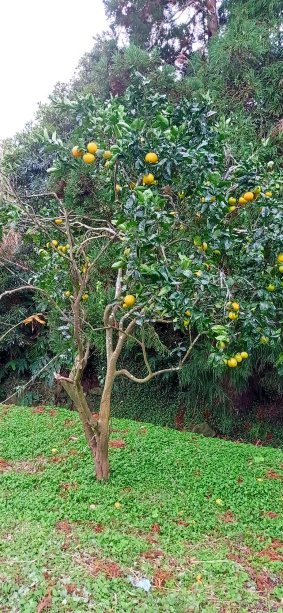 Villa Visconde Nordeste  Bilik gambar